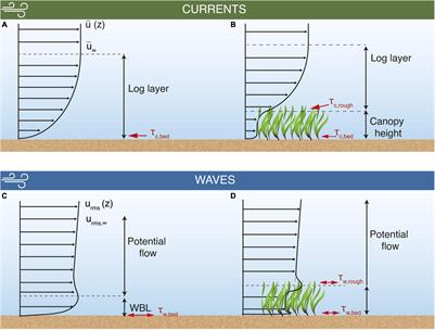 Seagrass Meadows Reduce Wind-Wave Driven Sediment Resuspension in a Sheltered Environment